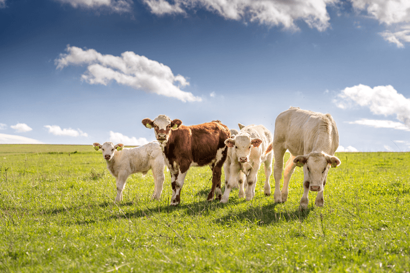 Nový dotační titul pro zemědělce