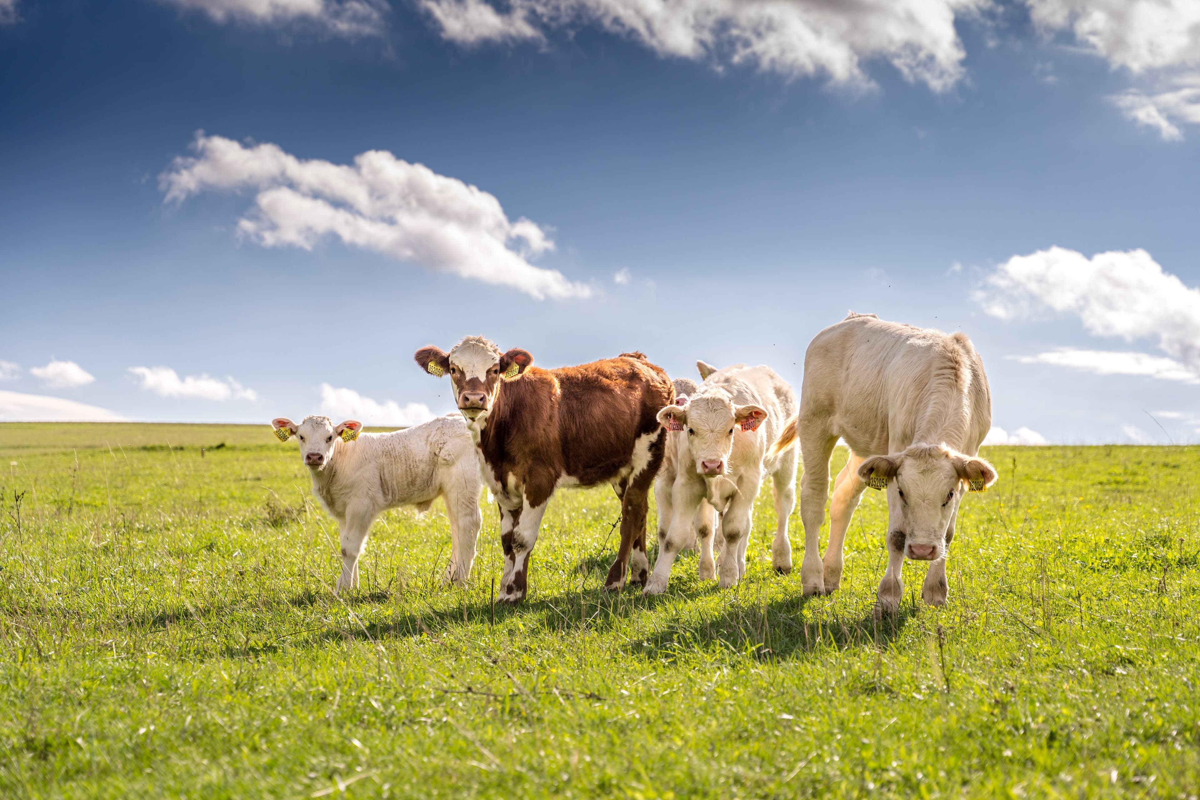 Zemědělské pojištění